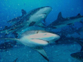   took this closeup Black tip Reef shark dive unexso divers last year although sharks left bit turbulance water was glad eye sharp focus he checked me out. close-up close out  